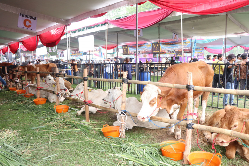 Sapi Events Gelar Kontes dan Expo Sapi APPSI 2024, Pj Gubernur Dukung Wujudkan ...